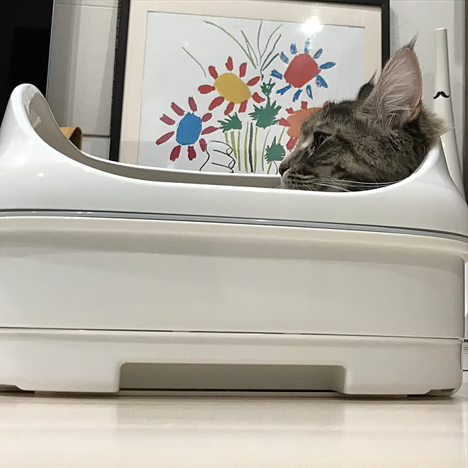 にゃんとも清潔トイレ/猫ちゃん想い/ニャンとも/ねこと暮らす。/ねこのいる日常...などのインテリア実例