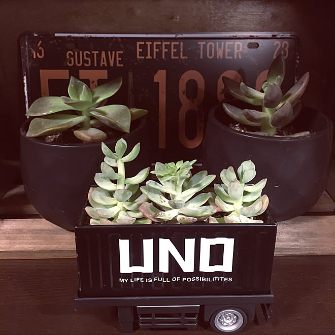 セリア雑貨 イングリッシュガーデンに憧れる 多肉植物 ガーデン雑貨 植物 などのインテリア実例 21 05 22 56 38 Roomclip ルームクリップ セリア雑貨 イングリッシュガーデンに憧れる 多肉植物 ガーデン雑貨 植物 などのインテリア実例 21 05 22 56 38 Roomclip ルームクリップ