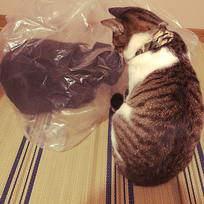ビニール袋に入る猫/物置のゴミで遊ぶ猫/ねこのいる風景/部屋全体の