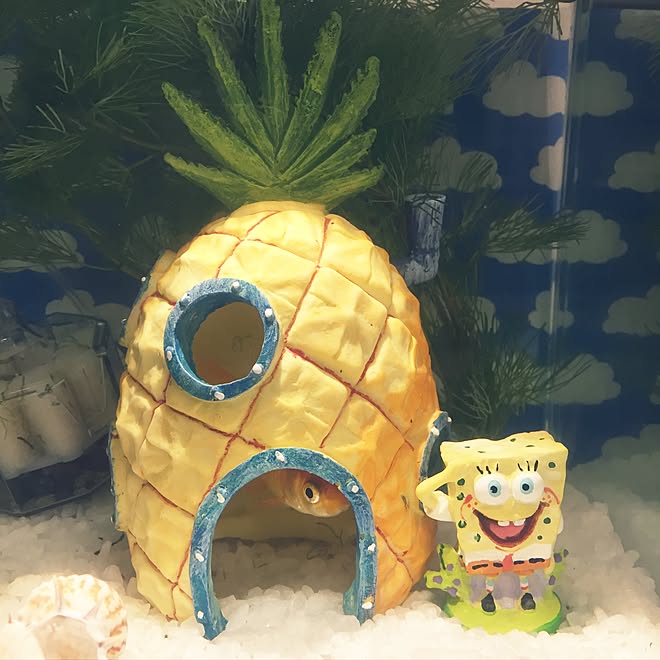 机 スポンジボブ 金魚 金魚水槽 水槽ディスプレイ などのインテリア実例 17 01 06 13 08 23 Roomclip ルームクリップ