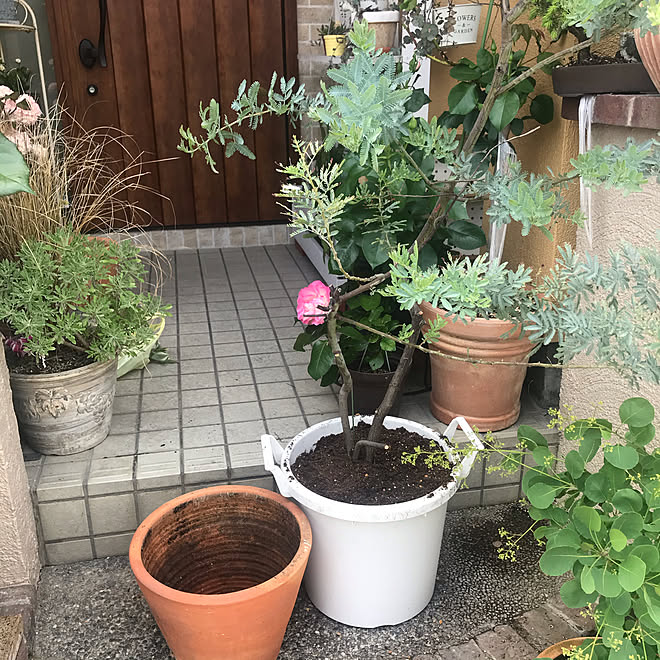 ミモザ 植え 替え