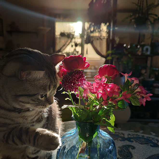 部屋全体/ぶら下げ隊/ねこと暮らす/猫が好き/ねこのいる風景などの