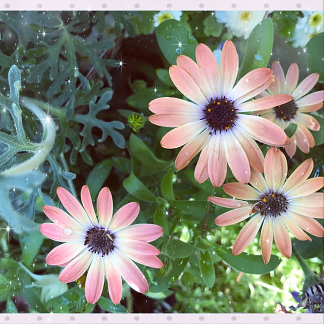 花オステオスペルマムです 綺麗に咲いてるのでアップしました お花ばかりですみません お花に癒されるᙏ ᙏ 花のある暮らし などのインテリア実例 05 10 08 33 44 Roomclip ルームクリップ