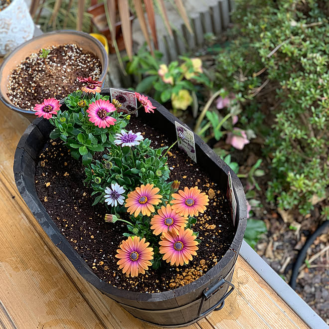 多年草 オステオスペルマム 安行四季咲きアジサイ クリスマスローズ Rcの出会いに感謝 いいね フォロー本当に感謝です などのインテリア実例 22 03 12 17 30 41 Roomclip ルームクリップ 多年草 オステオスペルマム 安行四季咲きアジサイ クリスマスローズ Rcの出会いに感謝 いいね フォロー本当に感謝です などのインテリア実例 22 03 12 17 30 41 Roomclip ルームクリップ