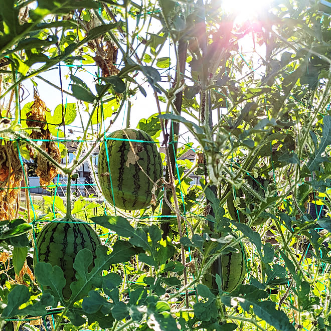 部屋全体 家庭菜園 小玉スイカ 朝日 みどりのある暮らしのインテリア実例 09 08 07 44 16 Roomclip ルームクリップ