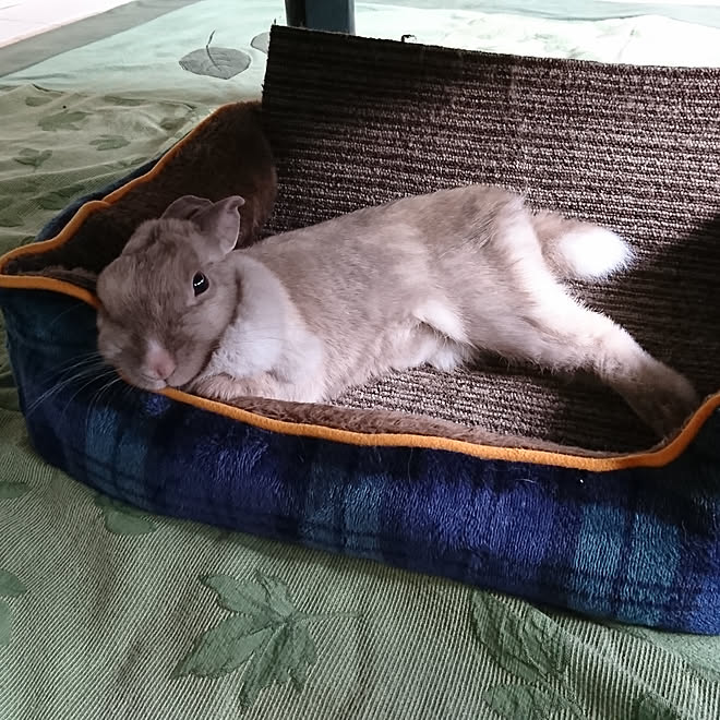 ベッド周り 机の下 こたつの下 昼寝中 うさぎ などのインテリア実例 02 24 14 06 18 Roomclip ルームクリップ