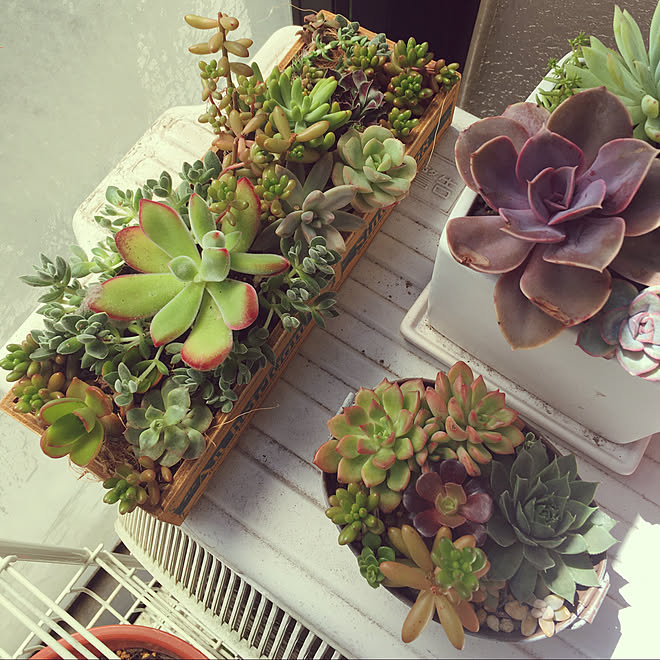 ベランダガーデン ガーデニング 寄せ植え 100均 多肉植物 などのインテリア実例 04 18 17 53 30 Roomclip ルームクリップ