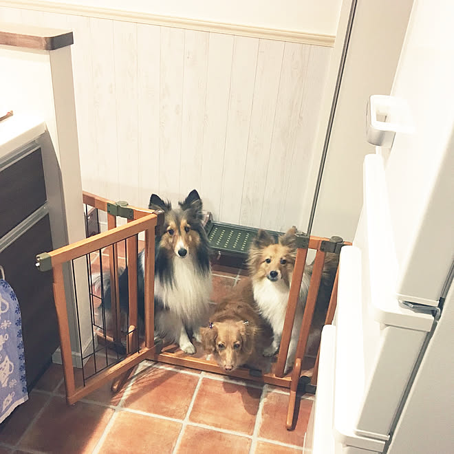 キッチン 対面キッチン ペットゲート 犬と暮らす家 犬 などのインテリア実例 19 01 04 10 32 24 Roomclip ルームクリップ キッチン 対面キッチン ペットゲート 犬と暮らす家 犬 などのインテリア実例 19 01 04 10 32 24 Roomclip ルームクリップ