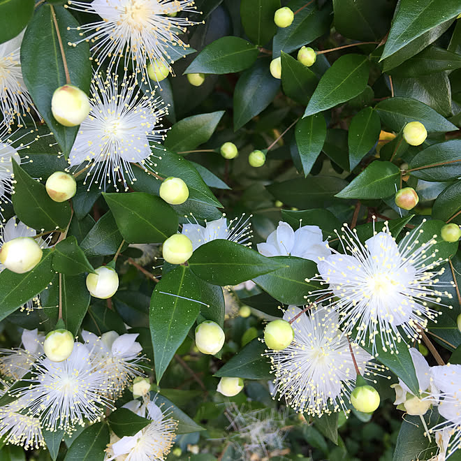 銀梅花 ギンバイカ マートル ハーブ 玄関 入り口のインテリア実例 06 24 09 04 51 Roomclip ルームクリップ 銀梅花 ギンバイカ マートル ハーブ 玄関 入り口のインテリア実例 06 24 09 04 51 Roomclip ルームクリップ