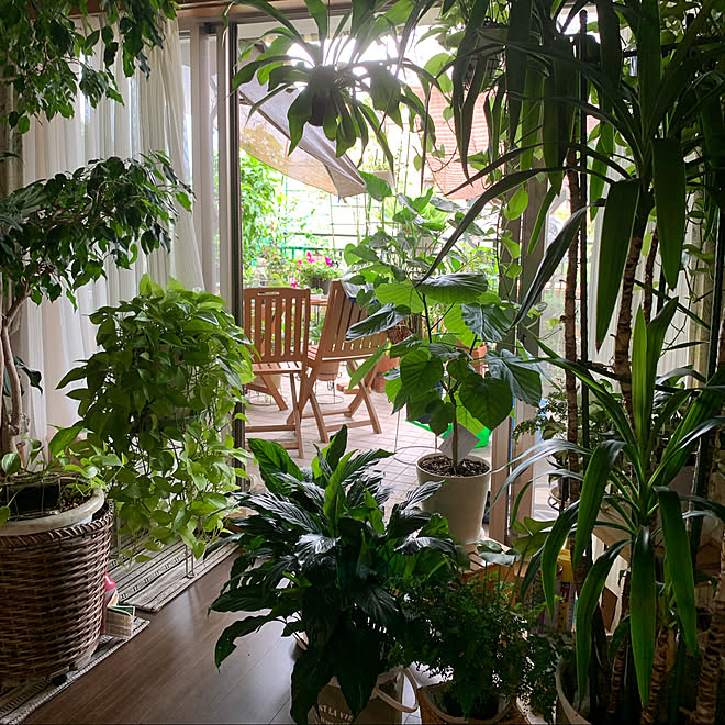 ベランダガーデニング ベランダガーデン 観葉植物のある暮らし Rcの出会いに感謝 いつもいいねやコメありがとうございます などのインテリア実例 22 09 08 08 59 01 Roomclip ルームクリップ
