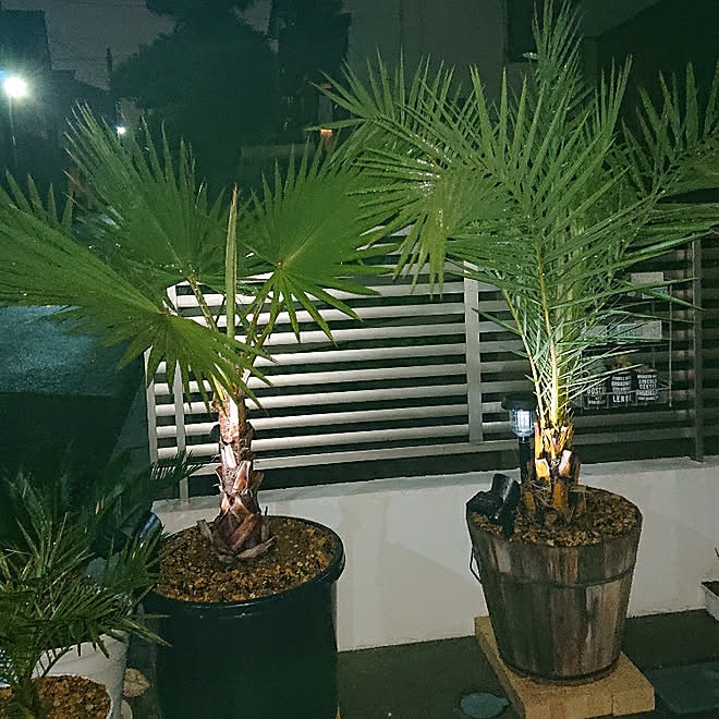 玄関 入り口 植物 建売感を消したい ワシントンヤシ 建て売りだけど 可愛くしたい などのインテリア実例 19 07 16 54 54 Roomclip ルームクリップ 玄関 入り口 植物 建売感を消したい ワシントンヤシ 建て売りだけど 可愛くしたい などのインテリア実例 19 07 16 54 54 Roomclip ルームクリップ