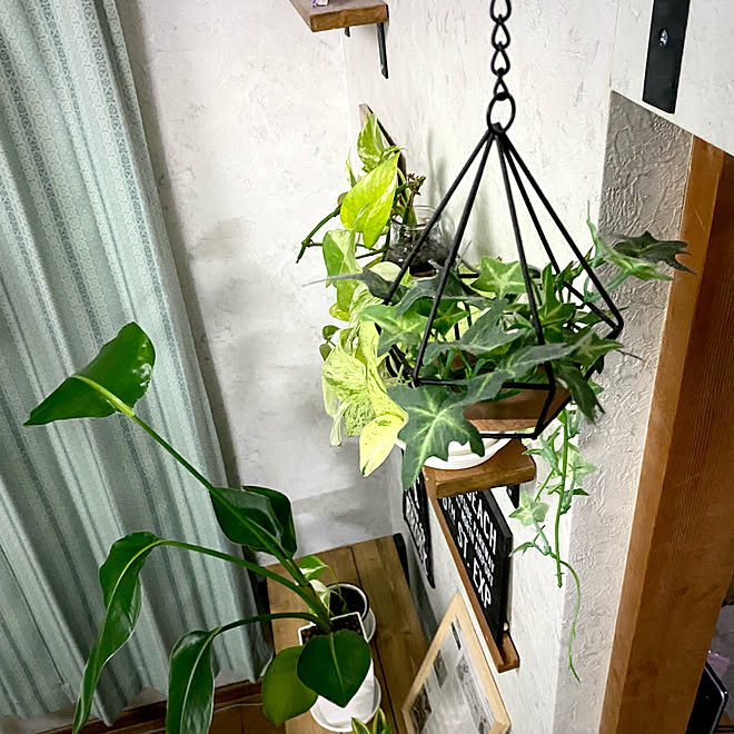 料理勉強中 アイビー ポトスマーブルクイーン ポトス 植物のある暮らし などのインテリア実例 22 02 18 18 53 51 Roomclip ルームクリップ
