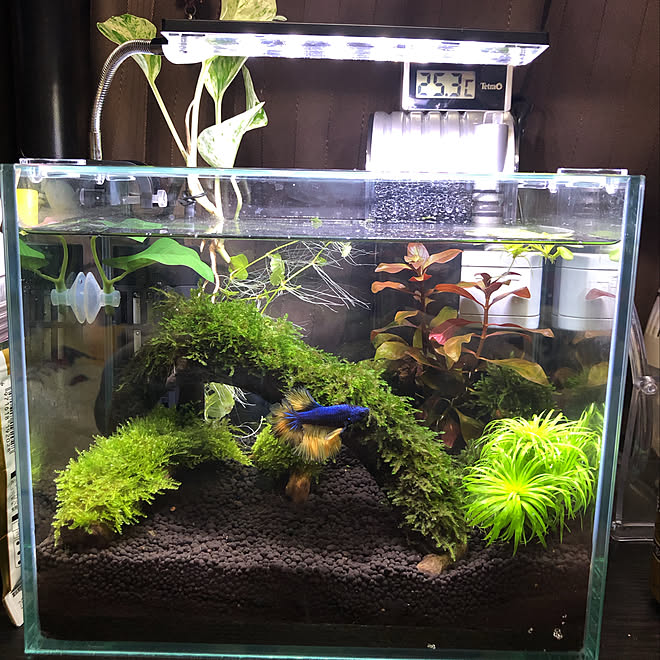 ベタ水槽 ベタ飼ってます ベタ 棚のインテリア実例 21 02 08 00 37 09 Roomclip ルームクリップ