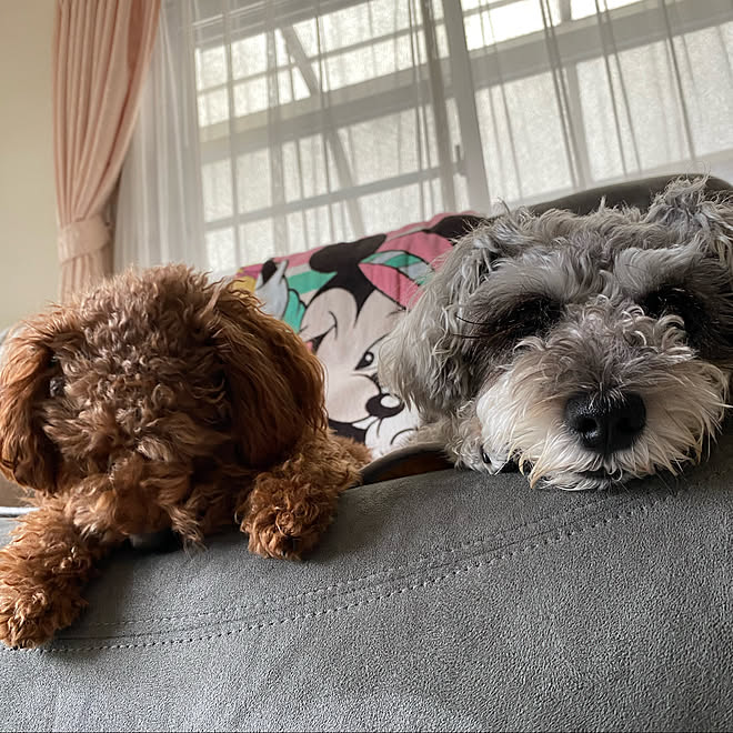 犬ですみません プードルは保護犬 トイプードル シュナウザー 電動リクライニングソファー などのインテリア実例 22 10 23 14 42 25 Roomclip ルームクリップ