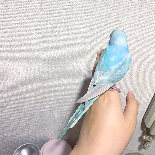 キッチン 鳥 一人暮らし ペット セキセイインコ などのインテリア実例 17 09 13 07 40 17 Roomclip ルームクリップ