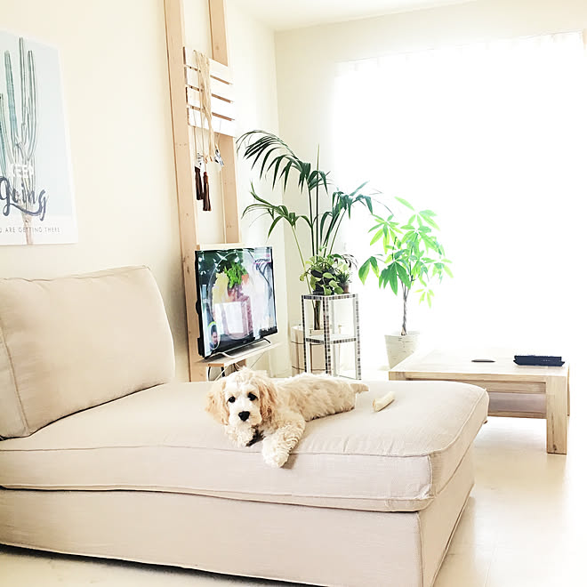 Diy Ikeaのソファー 犬 Unicoのテーブル 観葉植物 などのインテリア実例 19 06 10 07 48 36 Roomclip ルームクリップ