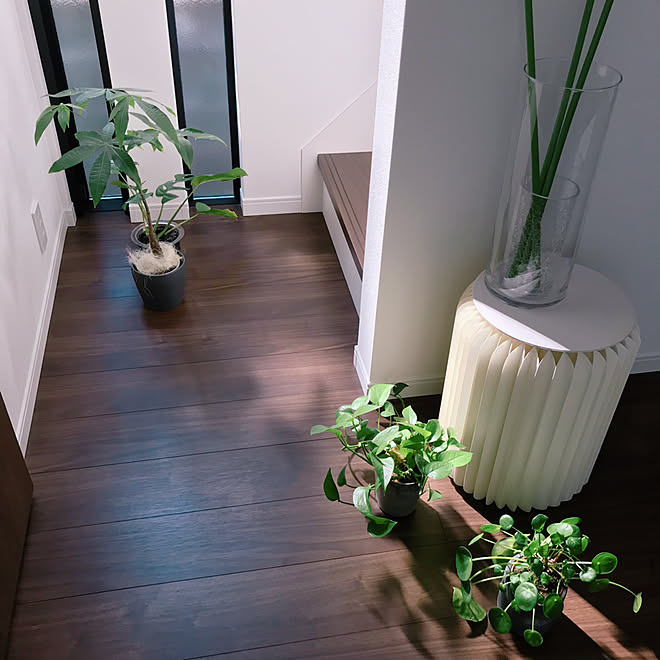 日光浴 ヒメモンステラ ポトス 観葉植物 パキラ などのインテリア実例 03 18 14 28 56 Roomclip ルームクリップ 日光浴 ヒメモンステラ ポトス 観葉植物 パキラ などのインテリア実例 03 18 14 28 56 Roomclip ルームクリップ