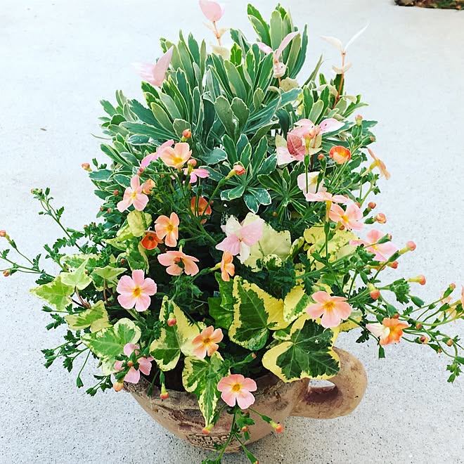 ギャザリング 花 枯れる ギャザリング 花 枯れる Jpdiamukpict8xmd