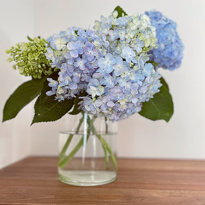 紫陽花 いつもありがとうございます リビングのインテリア実例 22 06 21 14 59 18 Roomclip ルームクリップ