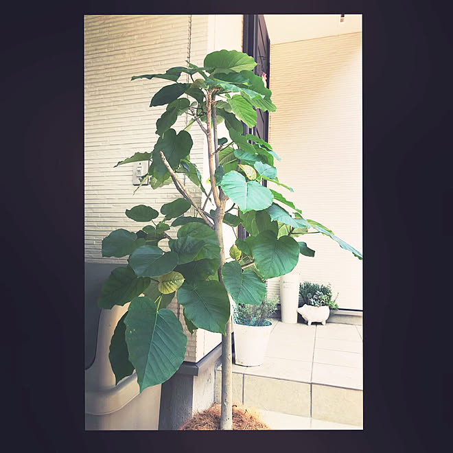 ウンベラータ日光浴中 観葉植物 ウンベラータ ウンベラータ剪定 ウンベラータ などのインテリア実例 19 07 27 09 28 40 Roomclip ルームクリップ ウンベラータ日光浴中 観葉植物 ウンベラータ ウンベラータ剪定 ウンベラータ などのインテリア実例 19 07 27 09 28 40 Roomclip ルームクリップ