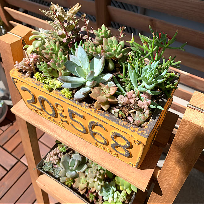 多肉寄せ植え 多肉ちゃん 多肉植物 グリーンのある暮らし Roomclipの出逢いに感謝 などのインテリア実例 21 03 27 11 03 26 Roomclip ルームクリップ