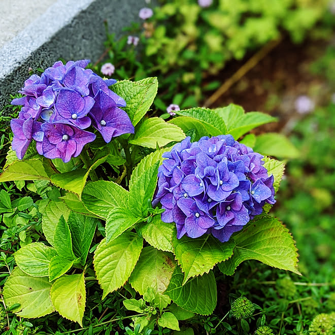 玄関 入り口 紫陽花 庭 ガーデニング初心者 花のある暮らし などのインテリア実例 06 19 08 18 38 Roomclip ルームクリップ