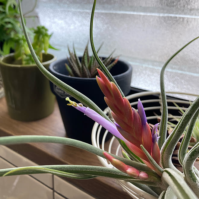 開花しました エアプランツ エアープランツ 多肉植物 No Green No Life などのインテリア実例 21 07 10 15 32 39 Roomclip ルームクリップ