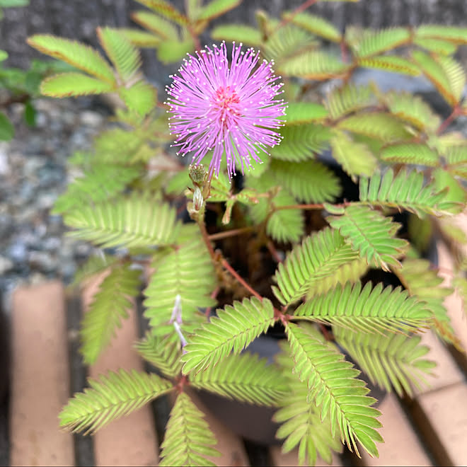 円で買ったよ オジギソウの花 オジギソウ 花のある暮らし 花が好き などのインテリア実例 22 08 26 10 24 01 Roomclip ルームクリップ