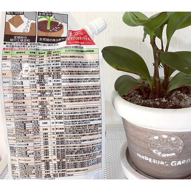 Botanice 植物のある暮らし 多肉植物 ガーデニング 観葉植物 などのインテリア実例 08 31 16 45 53 Roomclip ルームクリップ