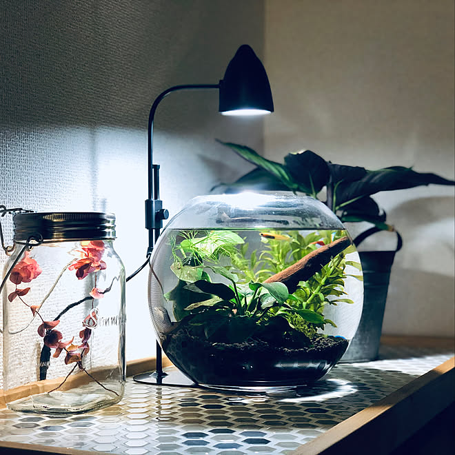 ソネングラス メダカ水槽 メダカ アクアリウムのある暮らし アクアリウム初心者 などのインテリア実例 21 06 02 40 40 Roomclip ルームクリップ ソネングラス メダカ水槽 メダカ アクアリウムのある暮らし アクアリウム初心者 などのインテリア実例 21 06 02 40 40 Roomclip ルームクリップ