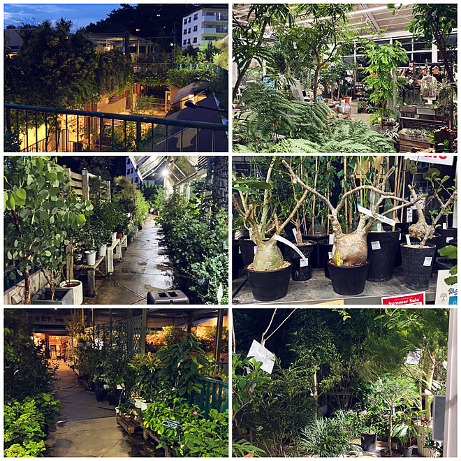 Protoleaf ガーデンアイランド 二子玉川 園芸店 ガーデニング 玄関 入り口のインテリア実例 21 07 10 19 56 43 Roomclip ルームクリップ Protoleaf ガーデンアイランド 二子玉川 園芸店 ガーデニング 玄関 入り口のインテリア実例 21 07 10 19 56 43 Roomclip ルームクリップ