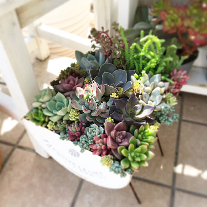 ナチュラル 玄関ディスプレイ リメイク鉢 多肉植物寄せ植え 多肉植物 などのインテリア実例 21 03 23 13 58 38 Roomclip ルームクリップ ナチュラル 玄関ディスプレイ リメイク鉢 多肉植物寄せ植え 多肉植物 などのインテリア実例 21 03 23 13 58 38 Roomclip ルームクリップ