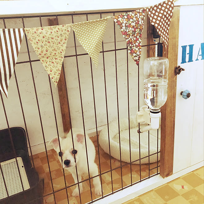 リビング ソファーの後ろ 犬の部屋 犬のいる生活 犬小屋diy などのインテリア実例 18 07 22 19 05 54 Roomclip ルームクリップ