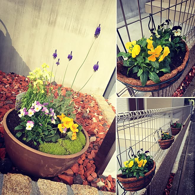 建売だけどオシャレハウスを目指します ガーデニング 玄関 入り口 Diyのインテリア実例 16 11 27 22 02 34 Roomclip ルームクリップ