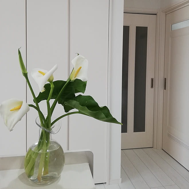 キッチン 花のある暮らし ごちゃ混ぜｲﾝﾃﾘｱの会 カラー 花言葉 乙女のしなやかさ 清浄 などのインテリア実例 04 06 15 45 46 Roomclip ルームクリップ