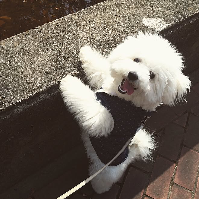 お散歩 犬と暮らす ビションフリーゼ ふうちゃん 犬の笑顔のインテリア実例 15 02 21 13 42 41 Roomclip ルームクリップ