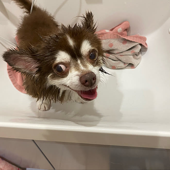 洗うと小さくなります チワワ11歳 チョコレートタン 点耳クスリ 外耳炎 などのインテリア実例 21 10 03 09 41 16 Roomclip ルームクリップ