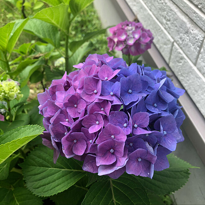 あじさい 花のある暮らし ガーデニング 玄関 入り口 紫陽花のインテリア実例 06 21 19 26 32 Roomclip ルームクリップ