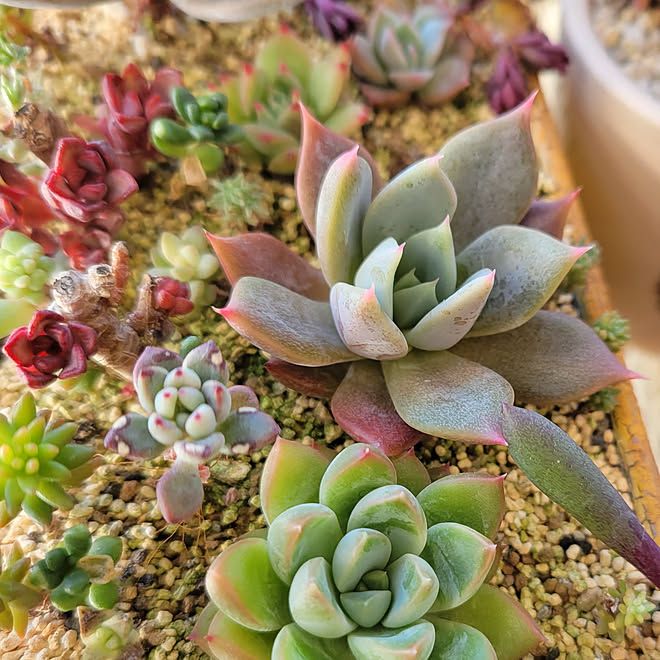 バス トイレ No Green No Life サンルーム 多肉中毒 多肉植物 などのインテリア実例 21 12 23 09 47 25 Roomclip ルームクリップ