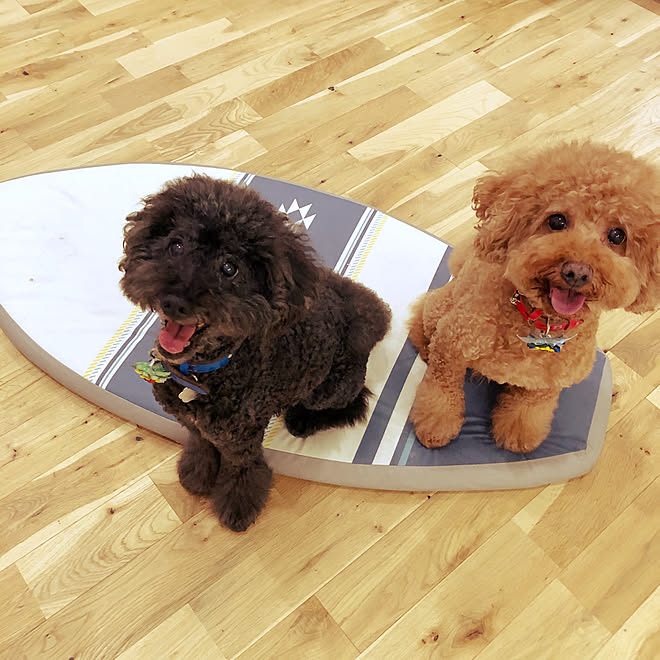 トイプードルと暮らす トイプードル多頭飼い サーフィン ハワイ 南国リゾート風 などのインテリア実例 19 08 03 22 54 10 Roomclip ルームクリップ