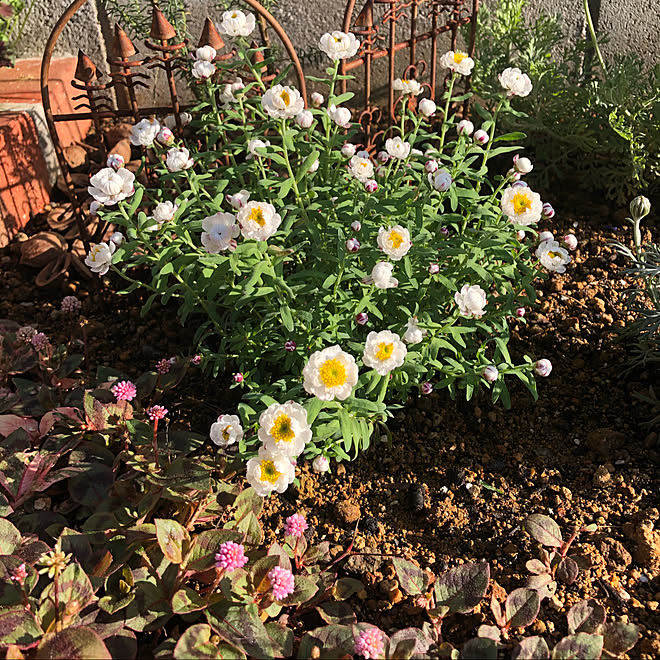 もりもり花壇にしたい ガーデン雑貨欲しいな 癒し ドライフラワーにしたいな ポリゴナム などのインテリア実例 02 07 28 46 Roomclip ルームクリップ もりもり花壇にしたい ガーデン雑貨欲しいな 癒し ドライフラワーにしたいな ポリゴナム などのインテリア実例 02 07 28 46 Roomclip ルームクリップ