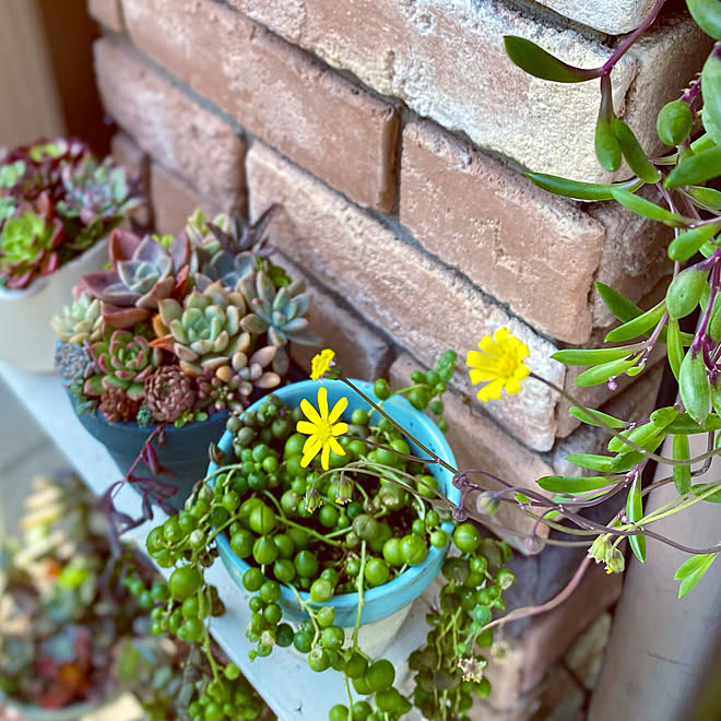 多肉植物 癒し 多肉植物寄せ植え 多肉植物のある暮らし グリーンネックレス などのインテリア実例 22 11 25 15 52 36 Roomclip ルームクリップ