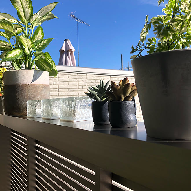 ベランダ ディフェンバキアカミーラ 多肉植物 ソーラーライト いつもいいねやコメありがとうございます などのインテリア実例 22 01 09 17 36 34 Roomclip ルームクリップ