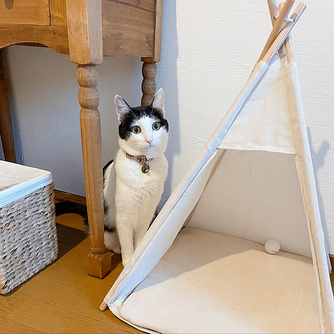 はちわれ猫 猫のベッド キャットテント ねこグッズ ペットテント などのインテリア実例 21 11 03 17 02 42 Roomclip ルームクリップ