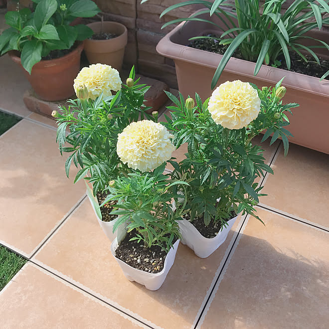 玄関 入り口 アフリカンマリーゴールド 花のある暮らし みどりのある暮らし 北向きの庭 などのインテリア実例 18 05 17 27 Roomclip ルームクリップ 玄関 入り口 アフリカンマリーゴールド 花のある暮らし みどりのある暮らし 北向きの庭 などのインテリア実例 18 05 17 27 Roomclip ルームクリップ