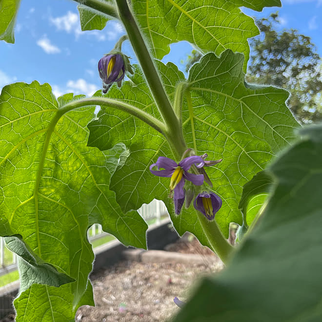 結局 産直で買った 庭 栽培に初挑戦 フォックスフェイスの花 フォックスフェイス などのインテリア実例 22 11 13 17 19 41 Roomclip ルームクリップ