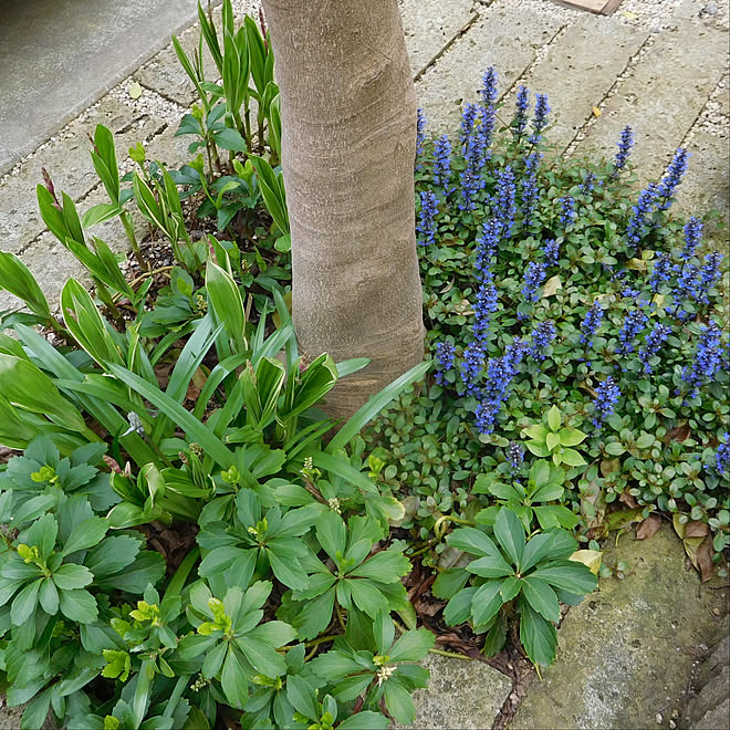 紫蘭 シラン フッキソウ アジュガ クロガネモチ などのインテリア実例 04 21 00 41 26 Roomclip ルームクリップ