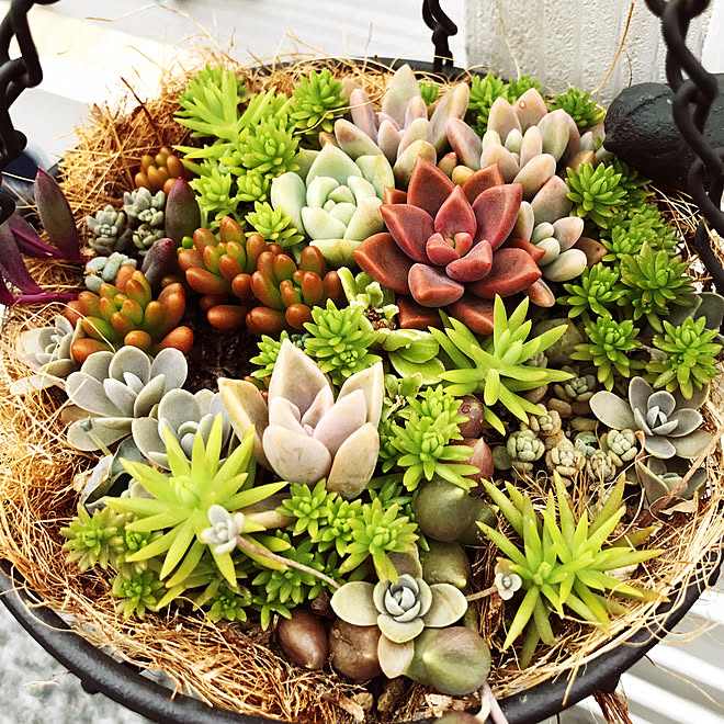 机 机ではありませんが 100均 セリア 多肉植物寄せ植え などのインテリア実例 17 07 23 08 59 44 Roomclip ルームクリップ