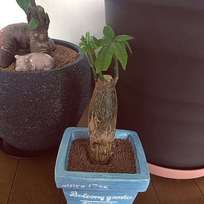 元気に育ちますように セラミックソイル 観葉植物 100均 玄関 入り口のインテリア実例 21 06 16 15 50 17 Roomclip ルームクリップ