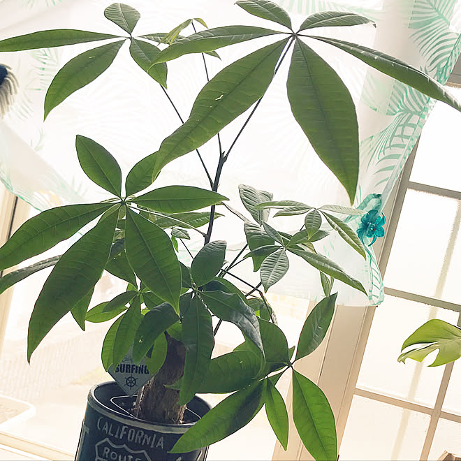 部屋全体 観葉植物大好き Aloha イイね フォロー ありがとうございます パキラ などのインテリア実例 18 09 14 17 01 18 Roomclip ルームクリップ